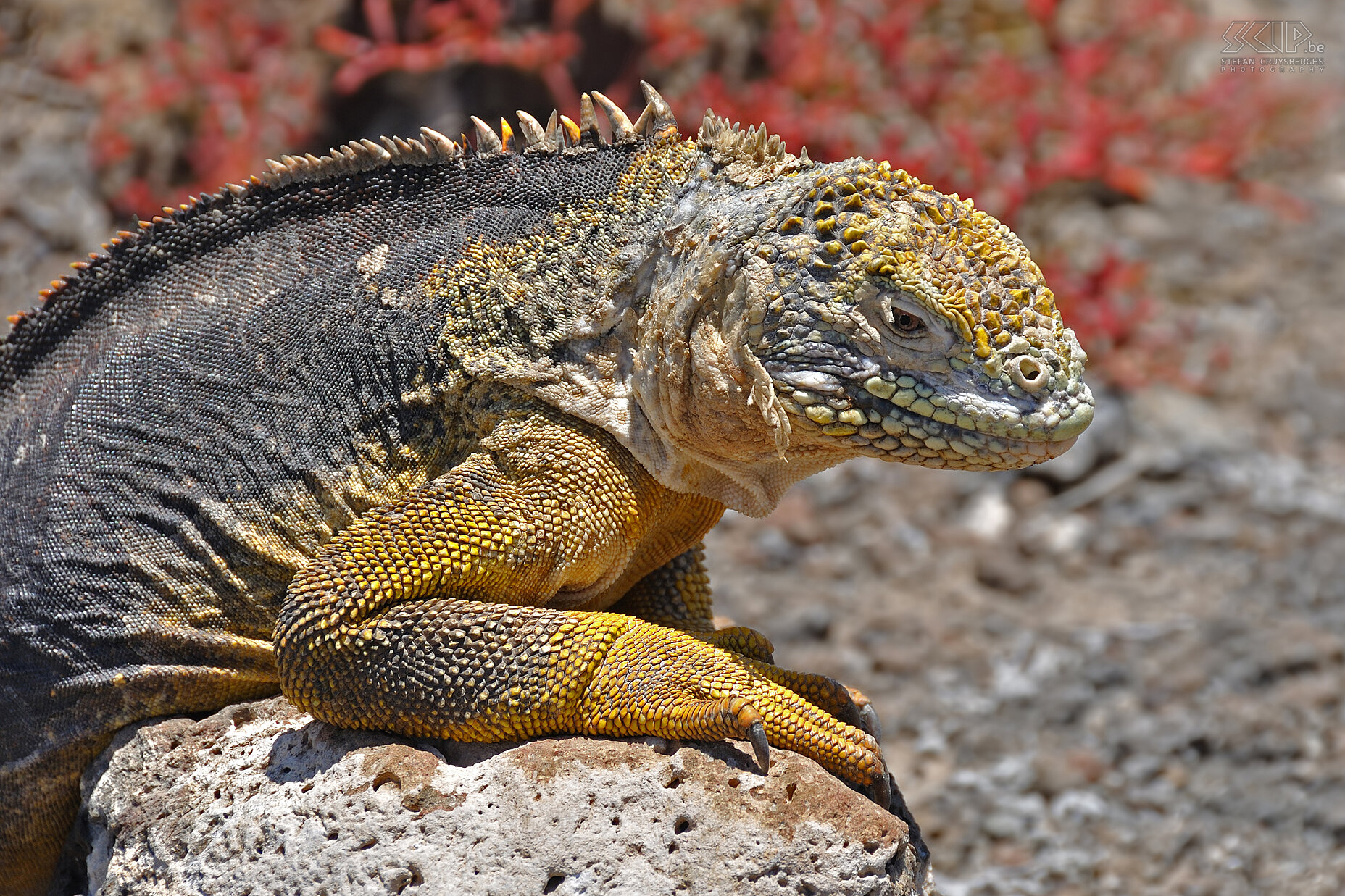 Galapagos - North Seymour - Landleguaan Een grote landleguaan op het eiland South Plaza op de Galapagos eilanden. Deze bedreigde en beschermde leguaan soort doet het sinds de jaren ‘80 terug iets beter sinds dat de eilanden van 'vreemdelingen' zoals honden, varkens en geiten ontdaan werden. Stefan Cruysberghs